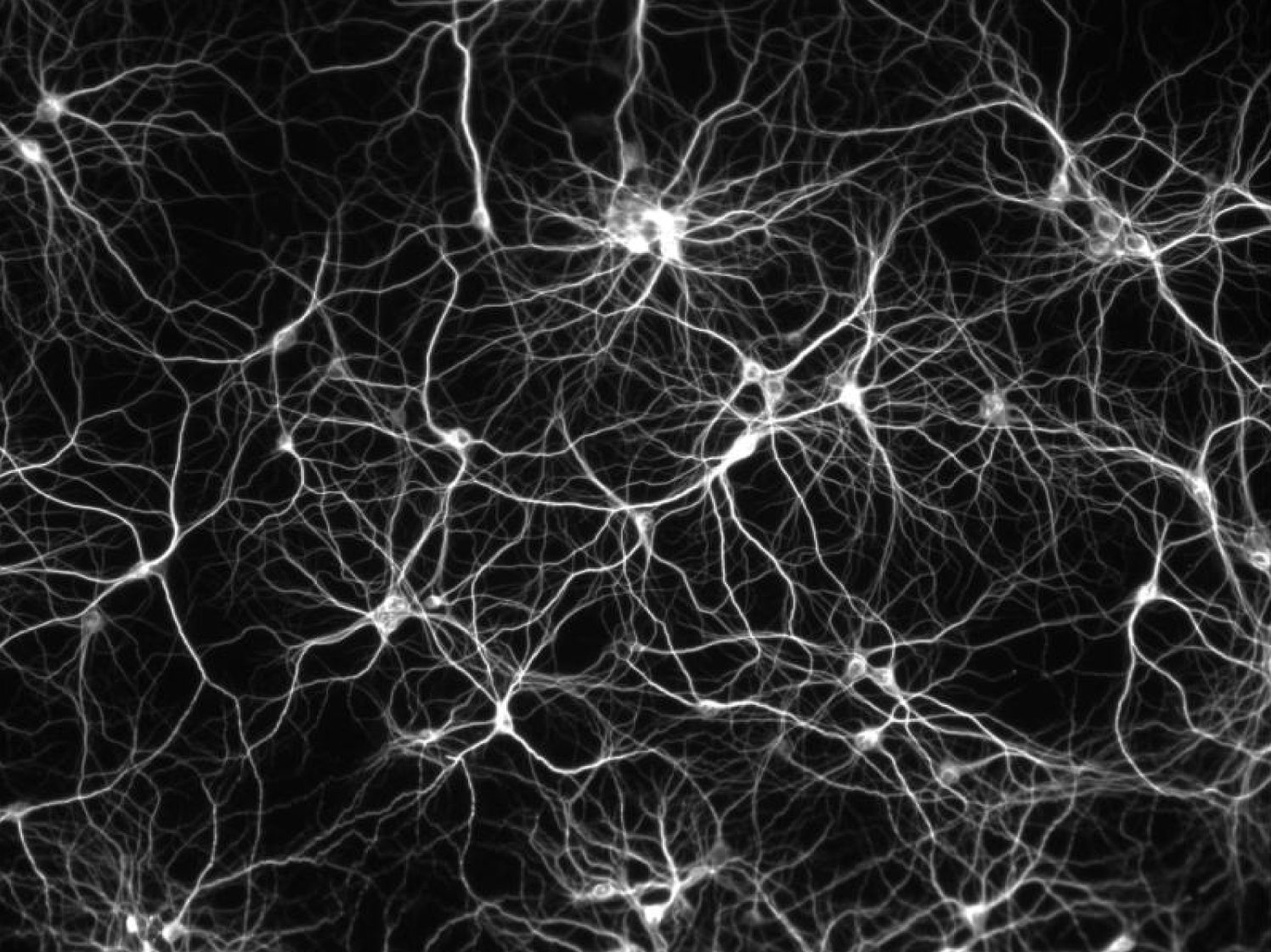 Neuron map